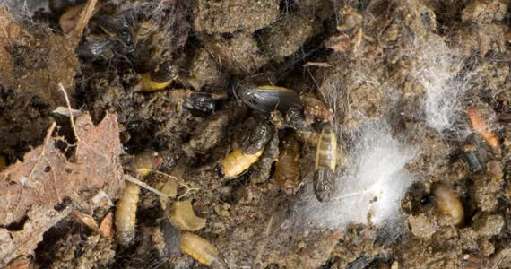 Come uccidere larve di moscerino nelle piante di casa