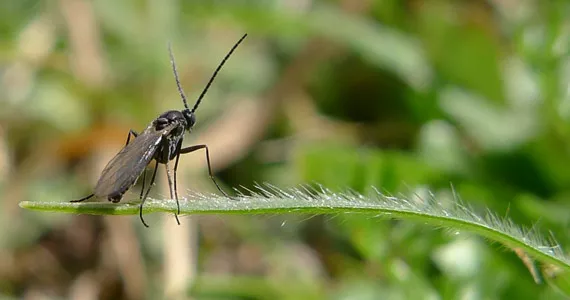 Combatti i moscerini dei funghi: i 5 migliori rimedi casalinghi