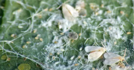 Whitefly - Pests & Diseases