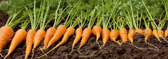 Grow it yourself: Carrots